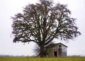 Lone Oak Tree in the Field